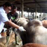 Strategi Peternak dalam Menjaga Kesehatan dan Keberlanjutan Peternakan di Tengah Perubahan Iklim