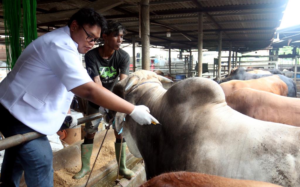 Strategi Peternak dalam Menjaga Kesehatan dan Keberlanjutan Peternakan di Tengah Perubahan Iklim